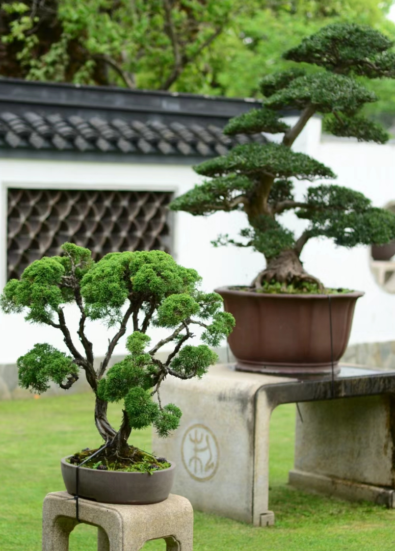 心在南湖 更有年味 | 第一屆南湖游園會(huì)即將“龍”重登場